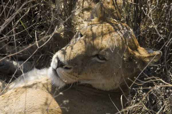 17 - Tanzania - Leona - crater del Ngorongoro
